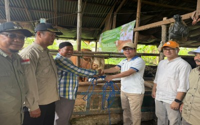 Kebanggaan Peternak Lokal: Sapi Simental 800 KG dari Presiden Prabowo Mendarat di Tebas